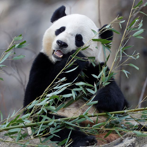 10 Especies Animales que los Humanos Rescataron